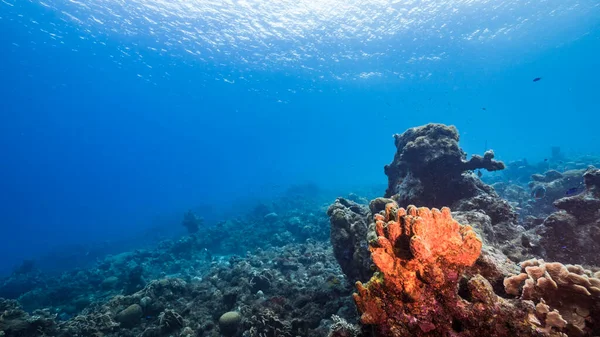 Havslandskap Turkost Vatten Korallrev Karibiska Havet Curacao Med Fisk Korall — Stockfoto