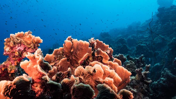 Capa Marinha Recife Coral Mar Caribe Curaçao Com Peixe Coral — Fotografia de Stock