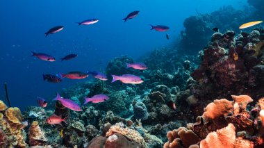 Karayip Denizi / Curacao 'daki mercan resifinin turkuaz suyu içinde Creole Wrasse, mercan ve sünger ile birlikte deniz burnu.
