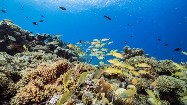 Karayip Denizi / Curacao 'daki mercan resiflerinin turkuaz sularında Grunt, mercan ve süngerle birlikte deniz manzarası.