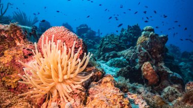 Karayip Denizi / Curacao 'daki mercan resiflerinin turkuaz sularında Anemone, balık, mercan ve süngerli deniz manzarası.
