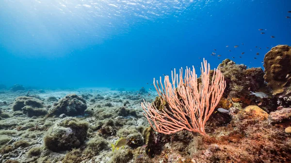 Zeegezicht Turkoois Water Van Koraalrif Caribische Zee Curacao Met Vis — Stockfoto