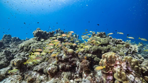 Capa Marinha Água Azul Turquesa Recifes Coral Mar Caribe Curaçao — Fotografia de Stock