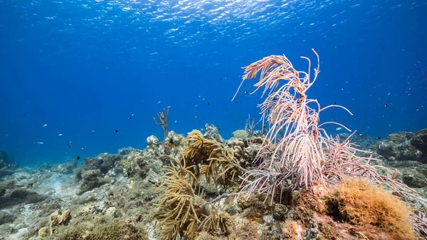 Havslandskap Turkost Vatten Korallrev Karibiska Havet Curacao Med Fisk Korall — Stockfoto
