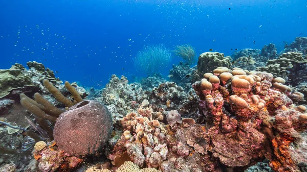 Capa Marinha Água Azul Turquesa Recifes Coral Mar Caribe Curaçao — Fotografia de Stock