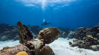 Karayipler 'deki mercan resiflerinin turkuaz sularındaki gemi enkazı, dalgıçla birlikte.