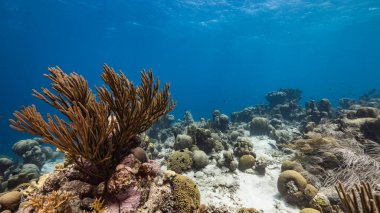 Karayip Denizi / Curacao 'daki mercan resiflerinin turkuaz sularında balık, mercan ve süngerle kaplanmış deniz manzarası.