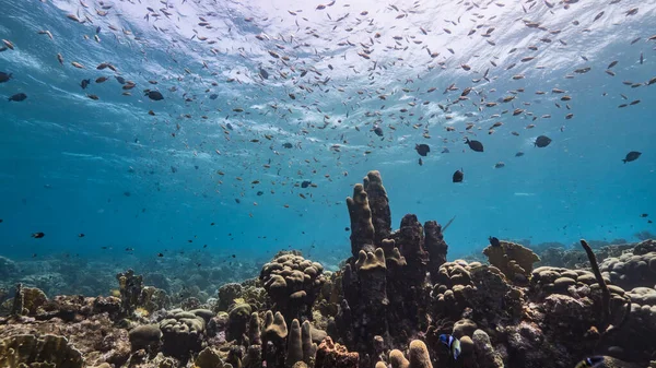 Capa Marinha Águas Rasas Recife Coral Mar Caribe Curaçao Com — Fotografia de Stock