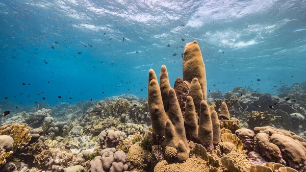 Paisaje Marino Aguas Poco Profundas Arrecife Coral Mar Caribe Curazao —  Fotos de Stock