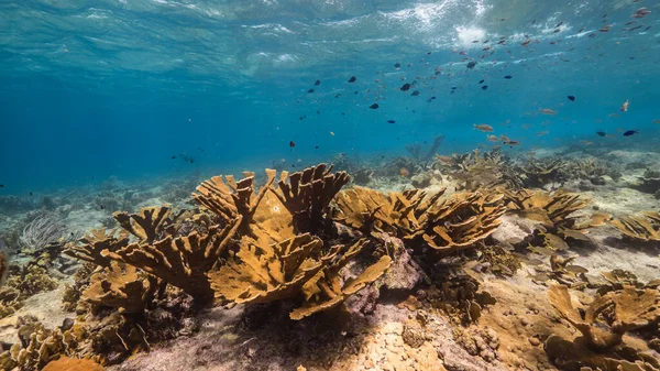カリブ海のサンゴ礁の浅い水の中の海 エルクホーンサンゴとキュラソー島 サンゴとスポンジ — ストック写真