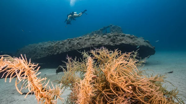 Fartygsvrak Black Sand Vrak Korallrev Karibiska Havet Curacao Med Dykare — Stockfoto