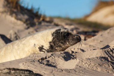 Genç Fok Helgoland / Almanya adasındaki sahilde