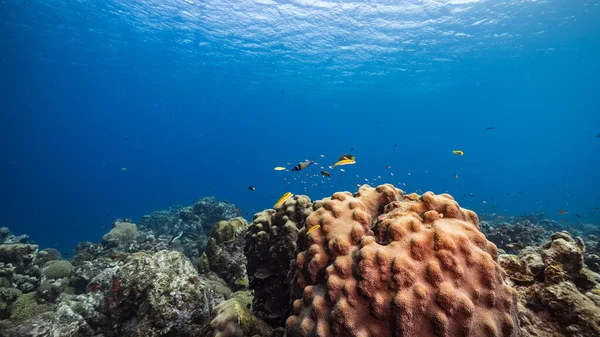 Νεαρή Σφραγίδα Στην Παραλία Του Νησιού Helgoland Γερμανία — Φωτογραφία Αρχείου