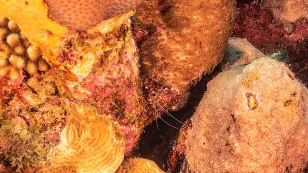 Close Banded Coral Shrimp Sponge Coral Reef Caribbean Sea Κουρασάο — Φωτογραφία Αρχείου