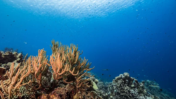 Zeegezicht Turkoois Water Van Koraalrif Caribische Zee Curacao Met Vis — Stockfoto