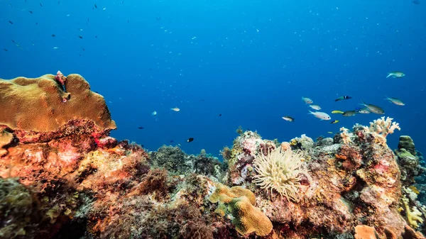 Морской Пейзаж Бирюзовой Воде Кораллового Рифа Карибском Море Кюрасао Морской — стоковое фото