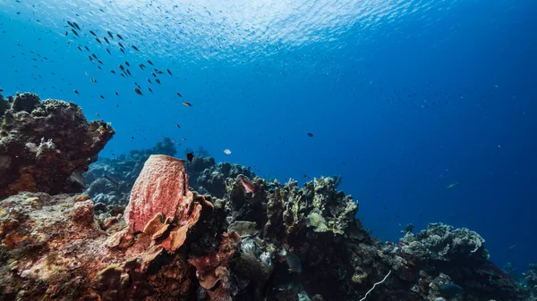 Θαλάσσιο Τοπίο Τυρκουάζ Νερά Του Κοραλλιογενή Ύφαλου Στην Καραϊβική Θάλασσα — Φωτογραφία Αρχείου