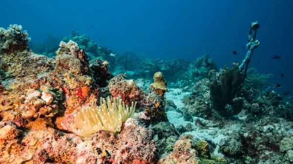 Море Бірюзовій Воді Коралового Рифу Карибському Морі Кюракао Морською Анемоною — стокове фото
