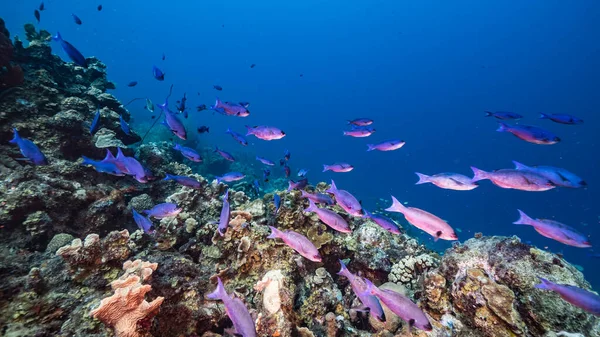 Przylądek Morski Turkusowej Wodzie Rafy Koralowej Morzu Karaibskim Curacao Creole — Zdjęcie stockowe