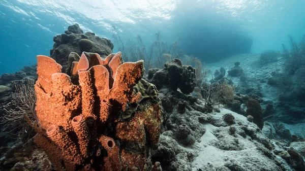 Türkizkék Korallzátony Vize Karib Tengeren Curacao Halakkal Korallokkal Ágvágó Vázával — Stock Fotó