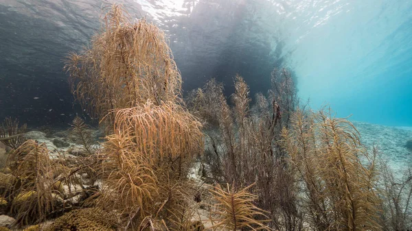 카리브해와 카오에 산호초의 속에서 물고기 해면이 표면과 광선을 수있는 — 스톡 사진
