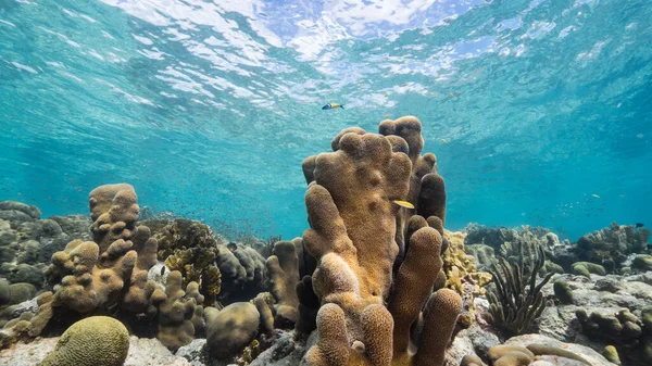 カリブ海のサンゴ礁の浅い水の中の海 魚とキュラソー島 柱サンゴとスポンジ — ストック写真