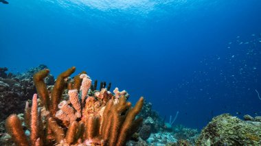 Karayip Denizi / Curacao 'daki mercan resiflerinin turkuaz sularında balık, mercan ve dallanan vazo süngeri.