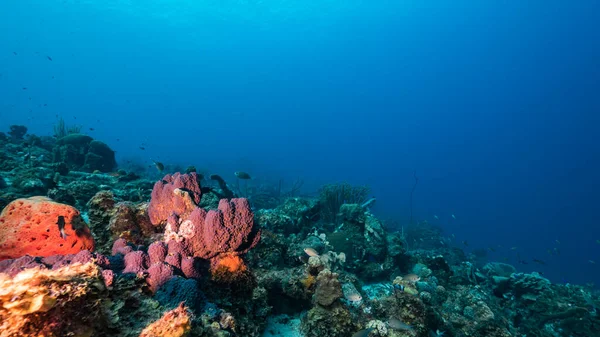 Meereslandschaft Türkisfarbenen Wasser Des Korallenriffs Der Karibik Curacao Mit Fisch — Stockfoto