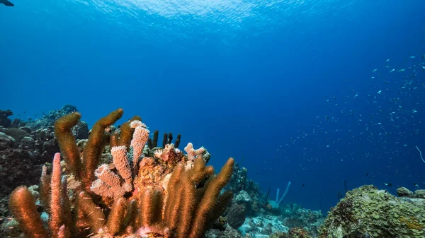 Seascape Turquoise Water Coral Reef Caribbean Sea Curacao Fish Coral — Stock Photo, Image