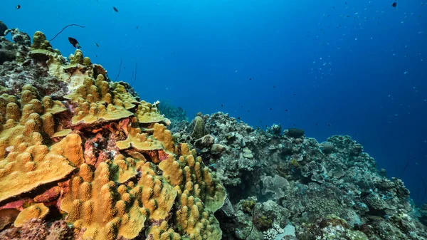 Zeegezicht Turkoois Water Van Koraalrif Caribische Zee Curacao Met Vis — Stockfoto