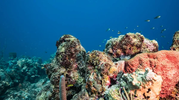 Capa Marinha Água Azul Turquesa Recifes Coral Mar Caribe Curaçao — Fotografia de Stock