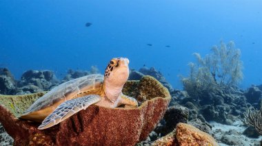 Yeşil Deniz Kaplumbağası Karayip Denizi / Curacao 'daki mercan resiflerinin turkuaz suyunda dinleniyor.