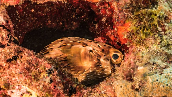 카리브해 호초에 불가사리의 — 스톡 사진