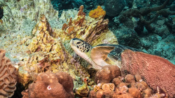 Green Sea Turtle Rest Sponge Turquoise Water Coral Reef Caribbean — Stock Photo, Image