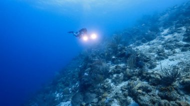 Karayip Denizi / Curacao 'daki mercan resiflerinin turkuaz sularında dalgıç, balık, mercan ve süngerli deniz manzarası.