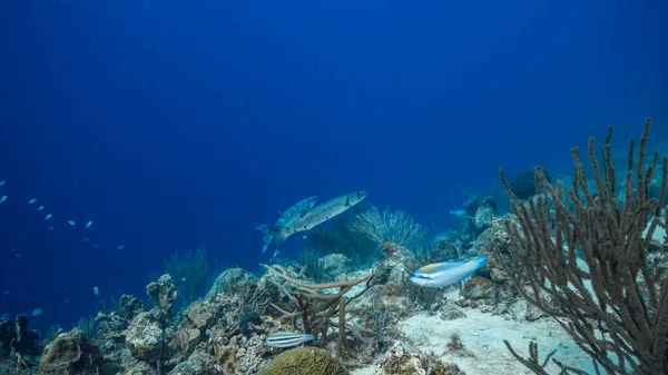 Przylądek Morski Turkusowej Wodzie Rafy Koralowej Morzu Karaibskim Curacao Barakudą — Zdjęcie stockowe