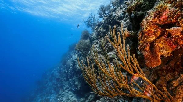 Havslandskap Korallrev Karibiska Havet Curacao Med Fisk Korall Och Svamp — Stockfoto