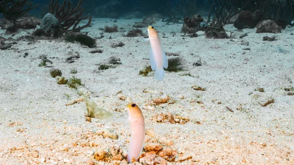 Close Jawfish Coral Reef Caribbean Sea Curacao — Stock Photo, Image