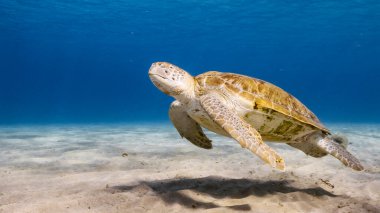 Yeşil Deniz Kaplumbağası Karayip Denizi 'ndeki mercan resiflerinin turkuaz sularında yüzer.