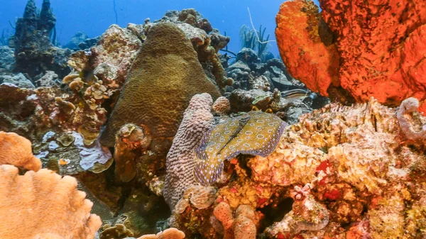 Capa Marinha Água Turquesa Recife Coral Mar Caribe Curaçao Com — Fotografia de Stock