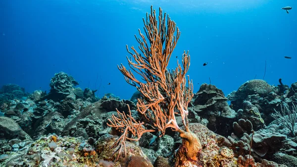 Tengeri Korallzátony Türkiz Vízben Karib Tengeren Curacao Halkorallokkal Szivaccsal — Stock Fotó