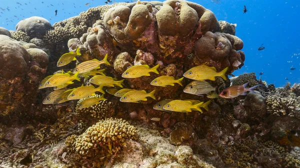 Море Бірюзовій Воді Коралового Рифу Карибському Морі Кюракао Ґрунтом Коралом — стокове фото