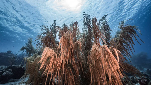 Море Мілководді Коралового Рифу Карибському Морі Куракао Видом Поверхню Сонячні — стокове фото