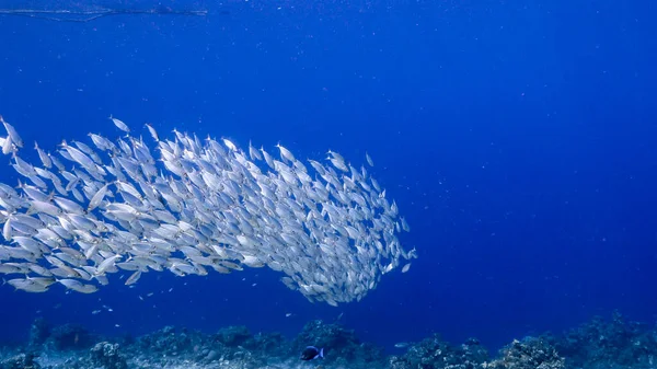 Наживка Рыба Бирюзовой Воде Кораллового Рифа Карибском Море Curacao — стоковое фото