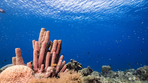 Морской Пейзаж Бирюзовой Воде Кораллового Рифа Карибском Море Кюрасао Рыбой — стоковое фото