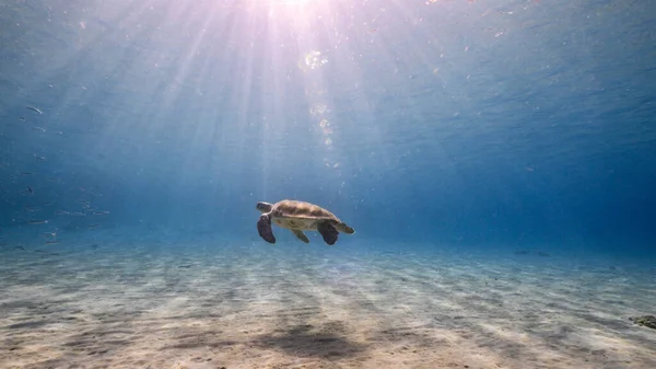 Green Sea Turtle swim in shallow water of coral reef in Caribbean Sea / Curacao with view to surface and sunbeams