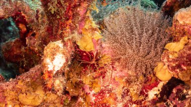 Karayip Denizi / Curacao mercan resifindeki Sarı Ok Yengeci 'ne yaklaş