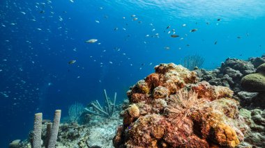 Karayip Denizi / Curacao 'daki mercan resiflerinin turkuaz sularında Duster Solucan, balık, mercan ve süngerle birlikte deniz burnu.