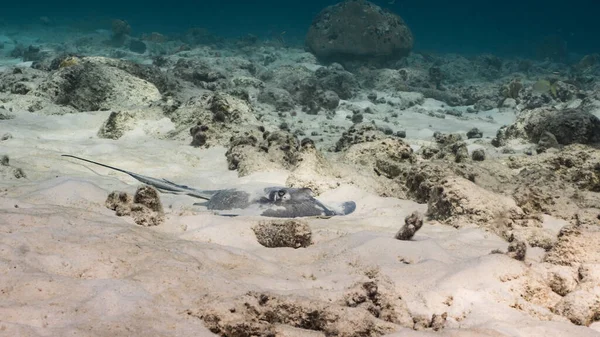 Zeegezicht Turkoois Water Van Koraalrif Caribische Zee Curacao Met Stingray — Stockfoto