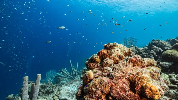 Capa Marinha Água Azul Turquesa Recife Coral Mar Caribe Curaçao — Fotografia de Stock